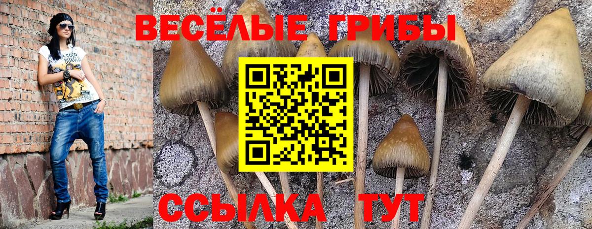 Вышний Волочёк  Галлюциногенные грибы Psilocybe  Вход с VPN 